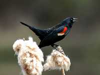 blackbird8x10 2170  Red-winged blackbird, BC